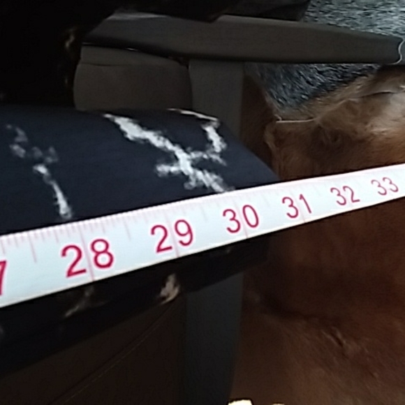 H Halston printed flowy pants - Picture 7 of 8